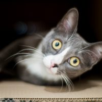 Perché il gatto di Schrödinger può esistere come esperimento? La risposta è in uno studio italiano